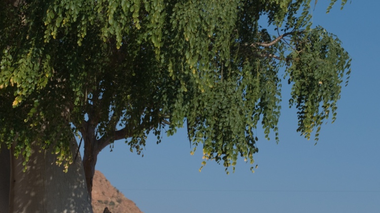 moringa tree