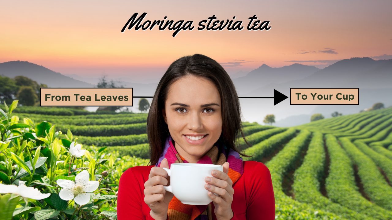 moringa stevia tea