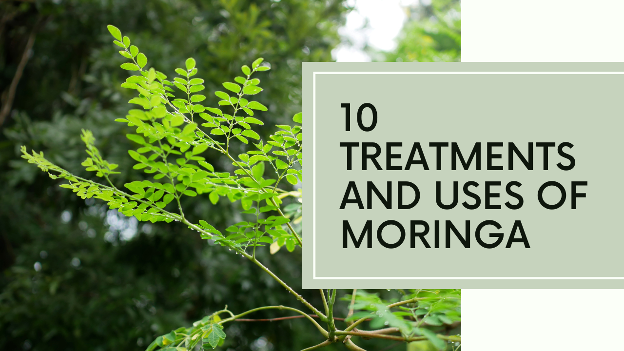 Treatments and Uses of Moringa
