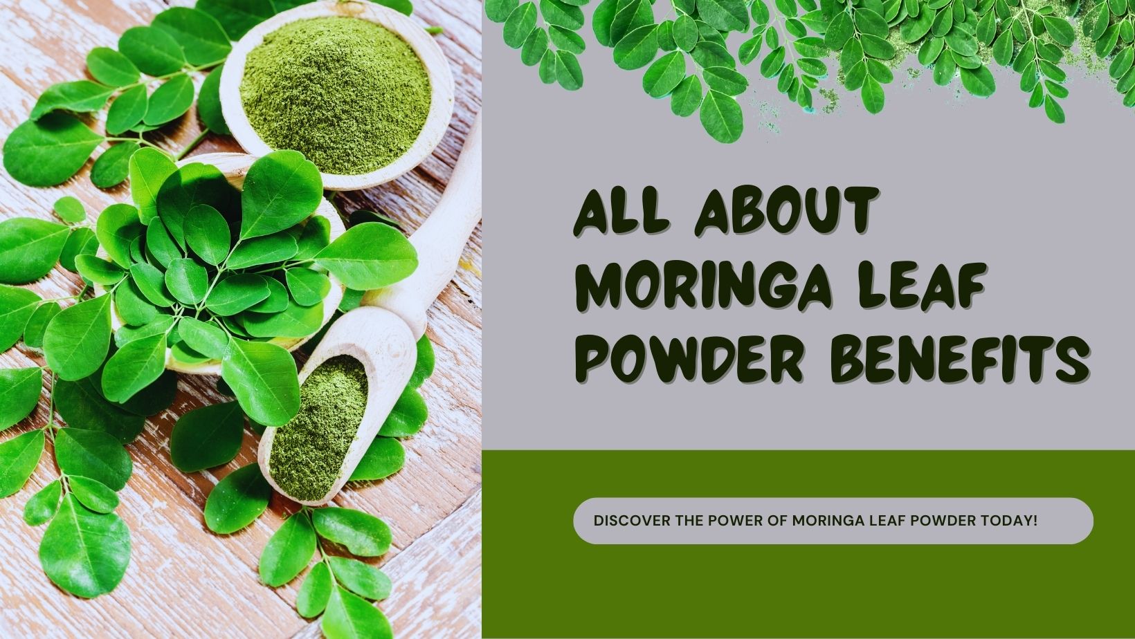 Moringa leaf powder - Meiyon Global