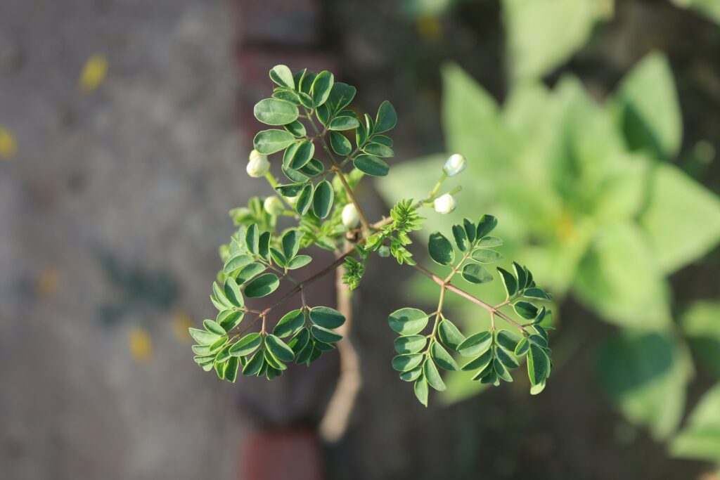 Fresh green herbs and leaves used as natural ingredients