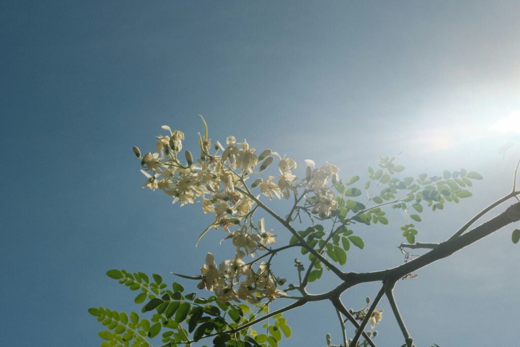 Moringa tree with white flowers and green leaves under sunlight