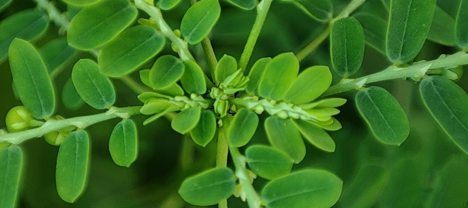 Moringa tree with white flowers and green leaves for herbal infusions