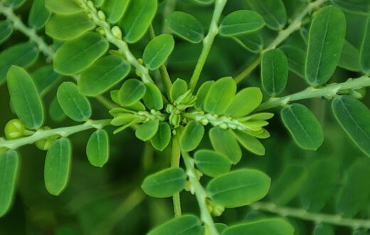 Moringa tree with white flowers and green leaves for herbal infusions