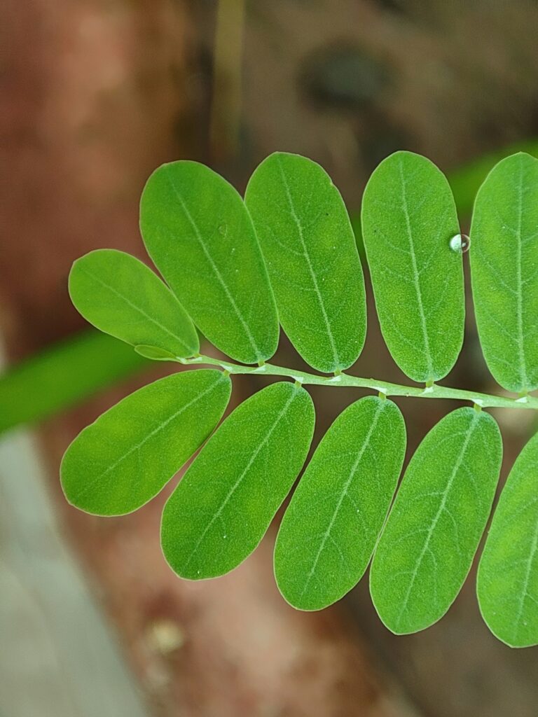 Fresh green moringa leaves used for herbal infusions