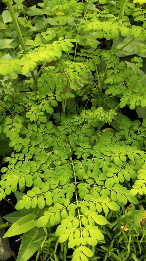 Moringa oleifera leaves growing on the plant