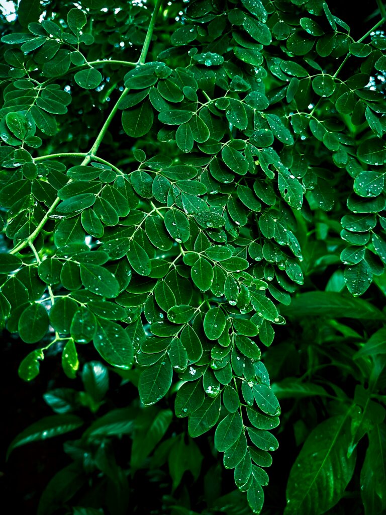 Fresh green moringa leaves with water droplets on the plant